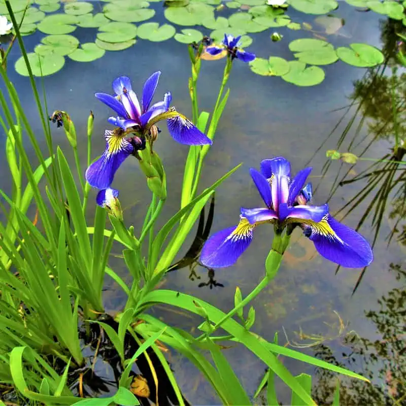 Wildlife pond with flowering marginals