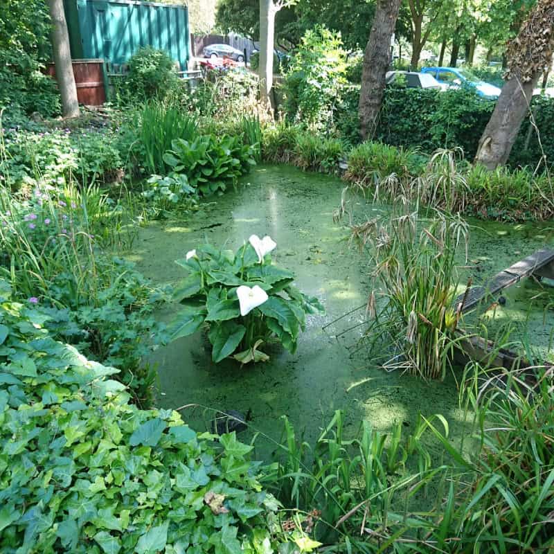 Floating plants in pond