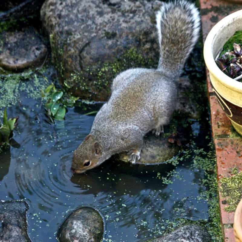 Squirrel on pond stone