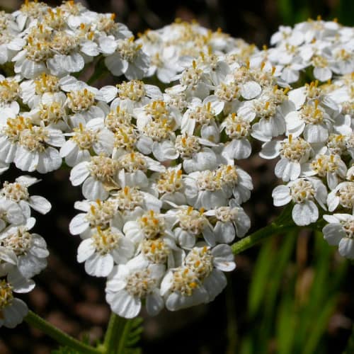 Western yarrow flowers up-close