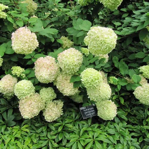 Limelight hydrangea in bloom