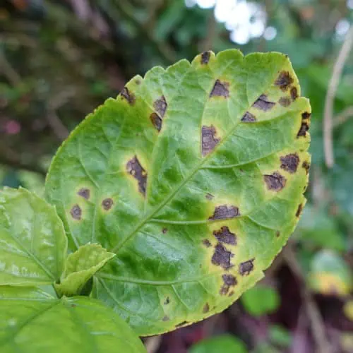 Leaf spot