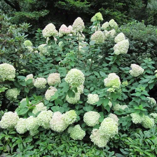 Limelight hydrangeas in bloom