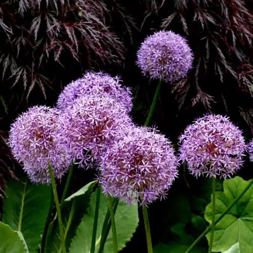 Allium flowers