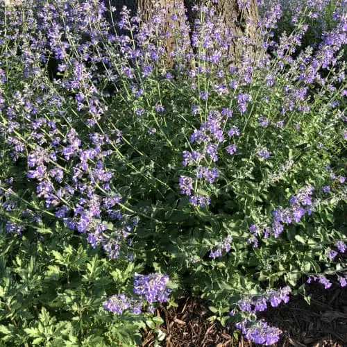 Catmint in bloom