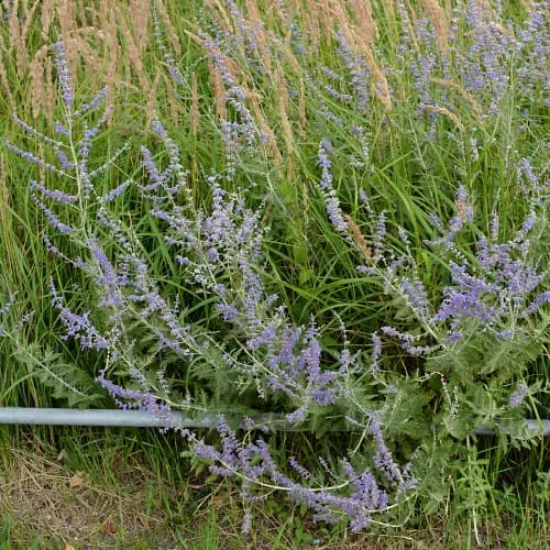 Russian sage in bloom
