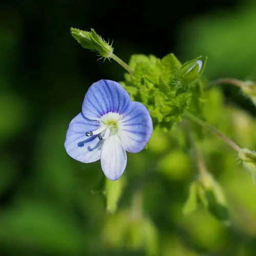 Veronica persica flower