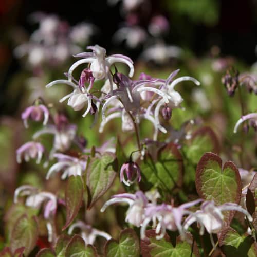 Barrenwort flowers
