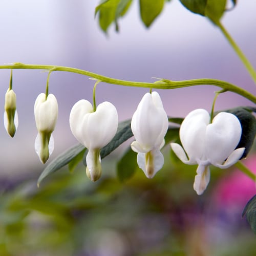 White bleeding heart flowers
