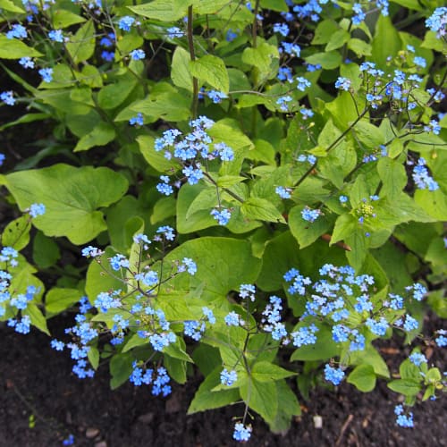 Brunnera macrophylla flowers