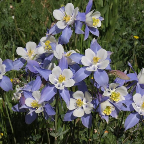 Columbine flowers