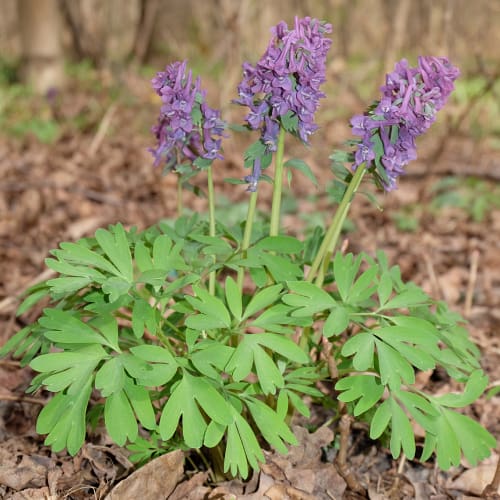 Corydalis in bloom