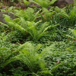 23 Shade Plants for Hardiness Zone 5 (Low-Light Picks) - Pond Informer