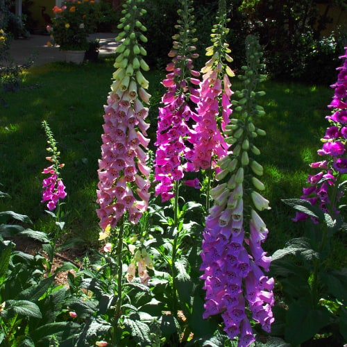 Foxglove flowers