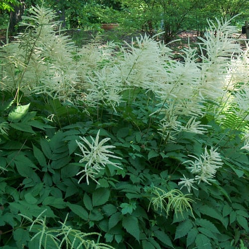 Goat's beard plants
