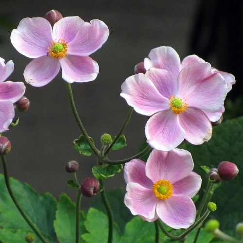 Japanese anemone flowers