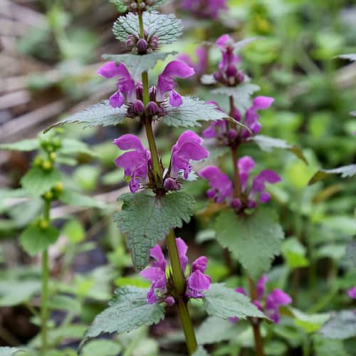 Lamium maculatum flowers