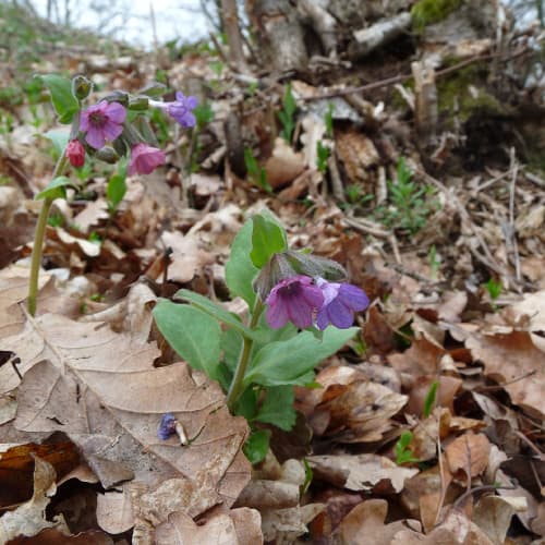 Lungwort flowers
