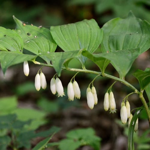 Solomon's seal flowers