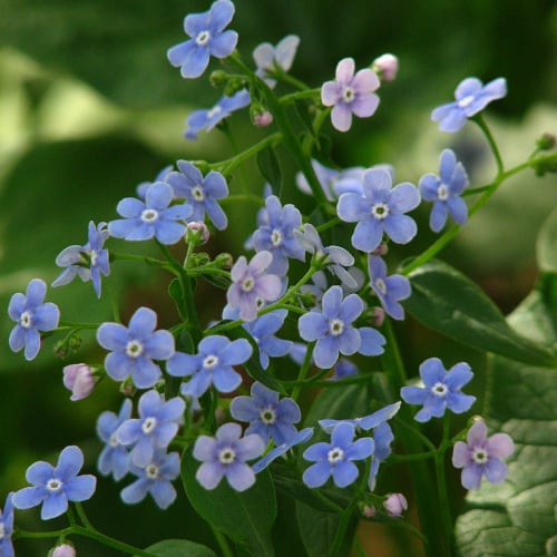 Brunnera sibirica flowers