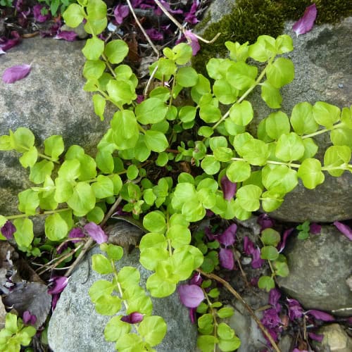 Creeping Jenny in between rocks