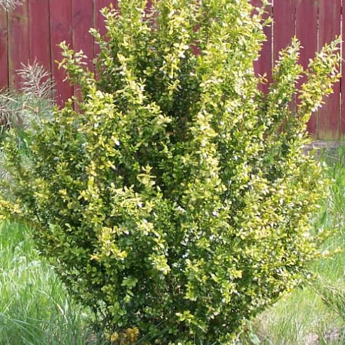 Buxus shrub
