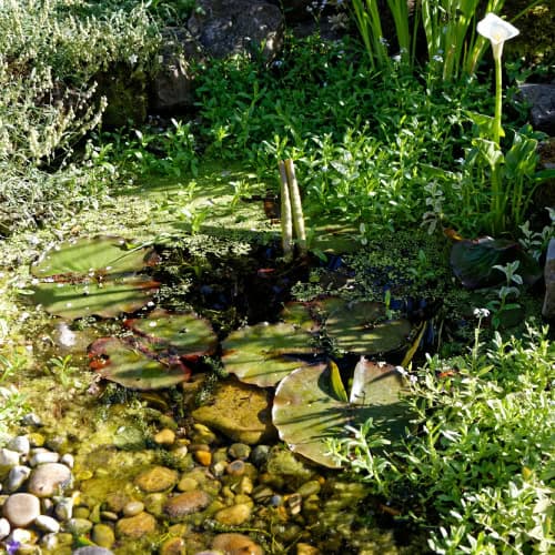 Cottage wildlife pond