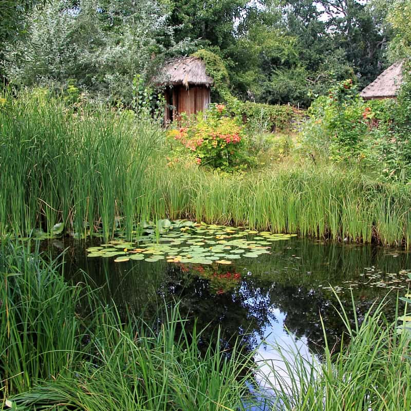 Pond with emergent grasses