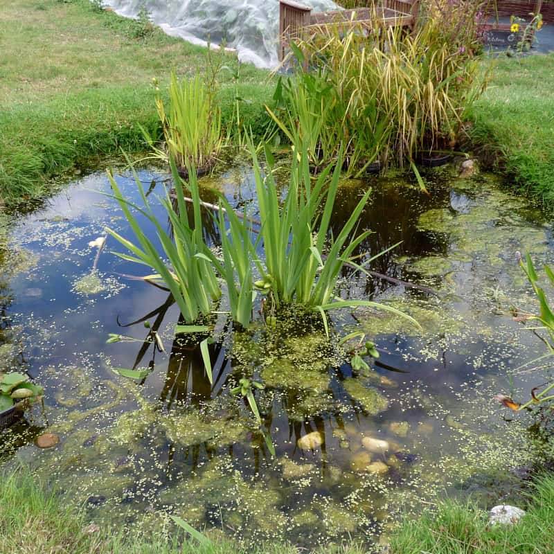Wildlife pond