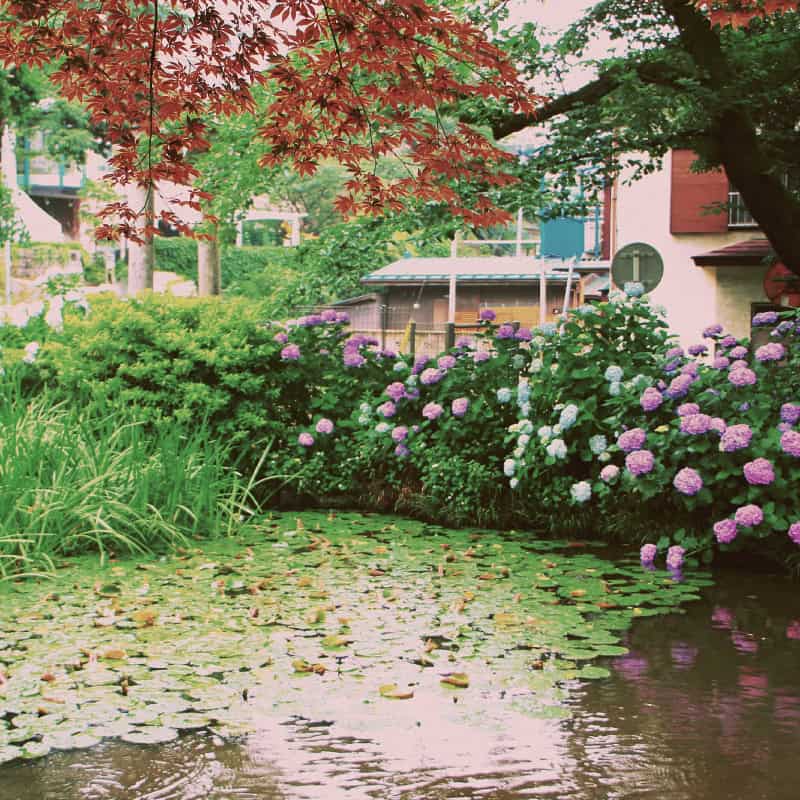 Pond surrounded by hydrangeas