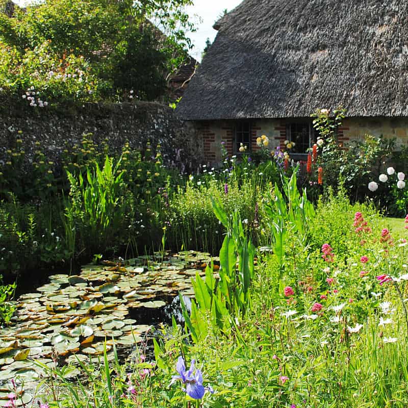 Pond with wildflowers