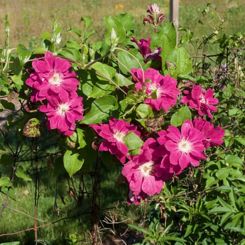 Clematis 'Red Star'