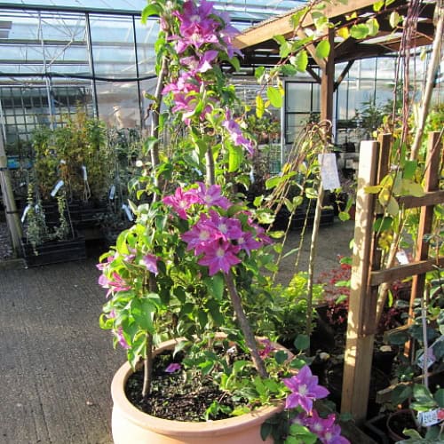 Potted clematis