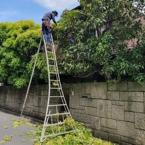 Man pruning plants on ladder