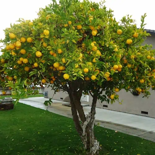 Lemon tree with fruit