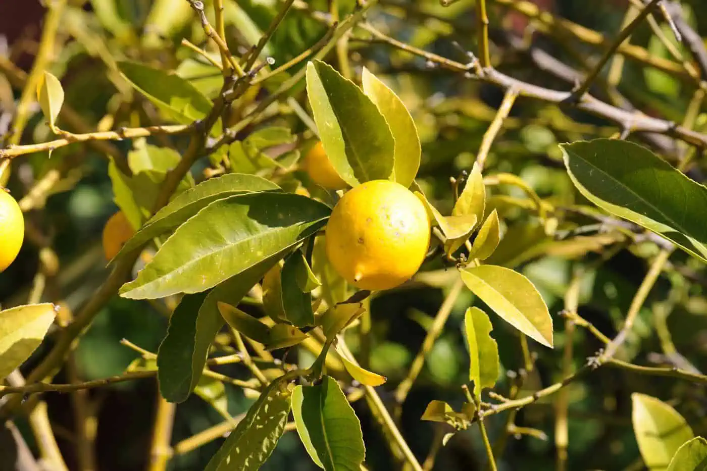 When to Prune Lemon Trees (Optimal Times) - Pond Informer