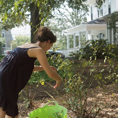 Woman pruning roses