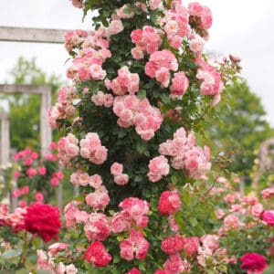 Spring Trim Roses When to Prune Roses (Optimal Times) - Pond Informer