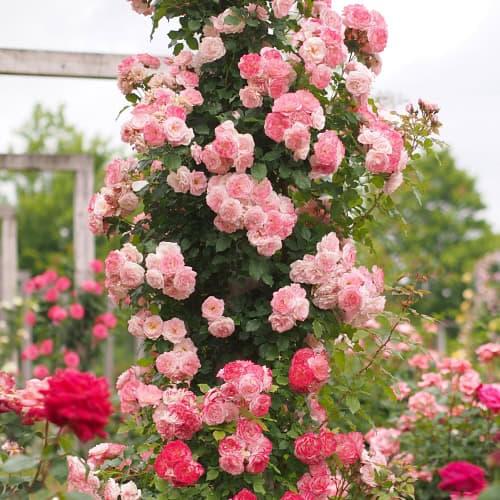 Climbing roses