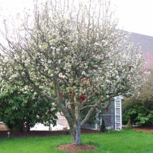 WHEN TO PRUNE APPLE TREES IN NORTHERN CALIFORNIA visual data 7