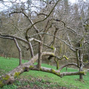 WHEN TO PRUNE APPLE TREES IN NORTHERN CALIFORNIA visual data 8