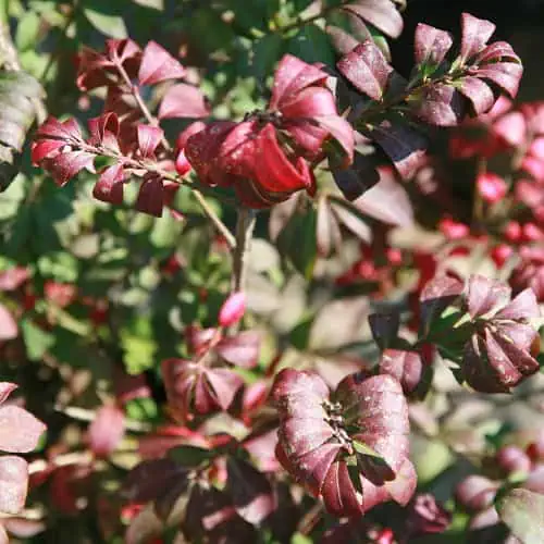 Burning bush leaves