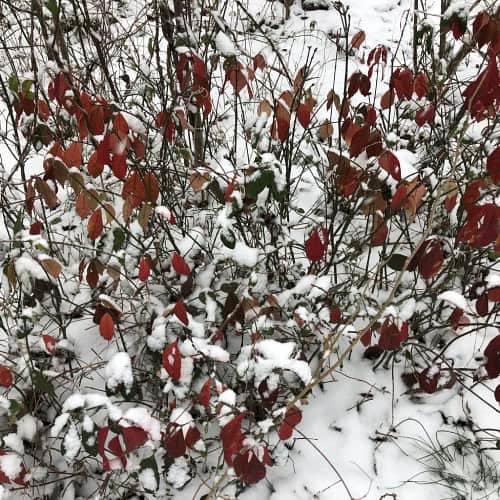 Burning bush in snow