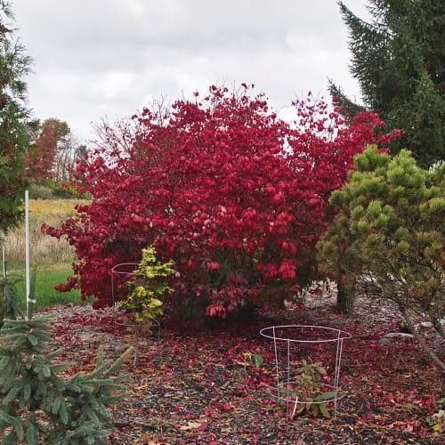 Euonymus alatus 'Compactus' 