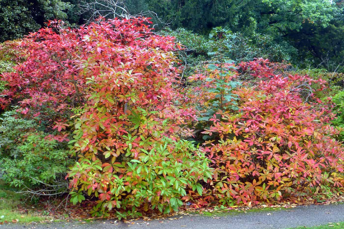 When to Prune Bushes (Optimal Times) - Pond Informer