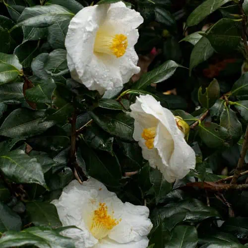 White camellia flowers