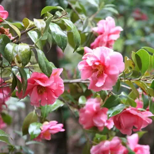 Camellia japonica