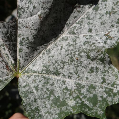 Powdery mildew