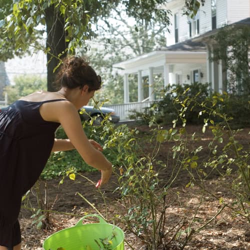 Woman pruning roses