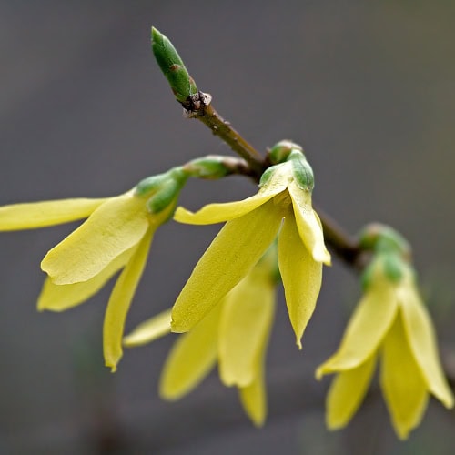 Forsythia flowers